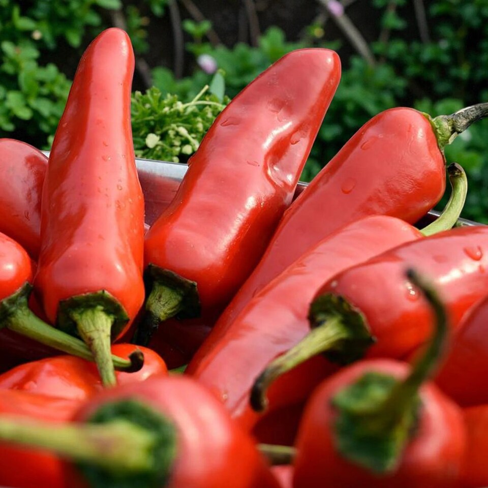 image 1 of Carbeth Plants Chilli Pepper Fresno Vegetable Plant - 9cm Pot - Easy Grow Kitchen Garden