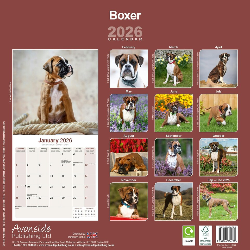 image 1 of Boxer 2026 Calendar | Square Wall Calendar | Dog Breed Gift | Plastic Free Packaging | by Avonside Publishing