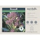 image 4 of Marshalls Garden Broccoli Seeds 'Claret' F1 90 Seeds | Green | Green, Purple