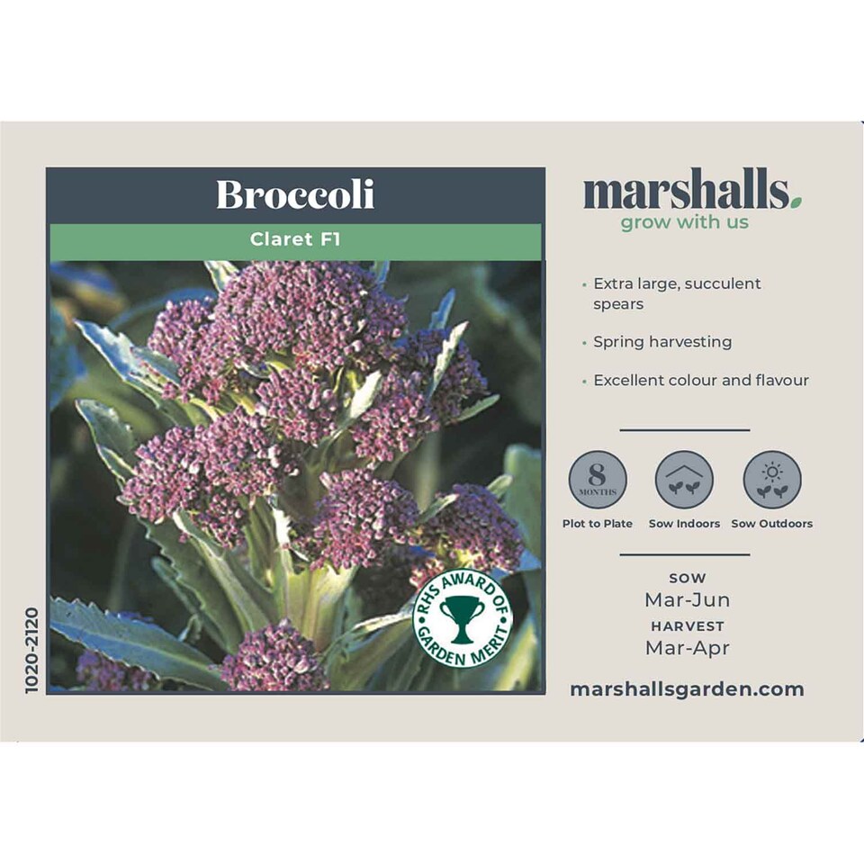 image 1 of Marshalls Garden Broccoli Seeds 'Claret' F1 90 Seeds | Green | Green, Purple