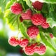 image 3 of Carbeth Plants Raspberry Tulameen Pearl Fruit Plant in 9cm Pot - Easy Grow Fruit Bush for Gardens & Allotments