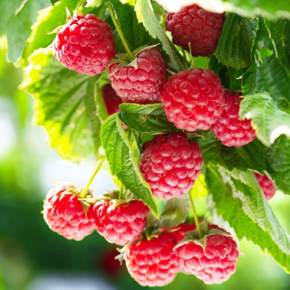 image 1 of Carbeth Plants Raspberry Tulameen Pearl Fruit Plant in 9cm Pot - Easy Grow Fruit Bush for Gardens & Allotments