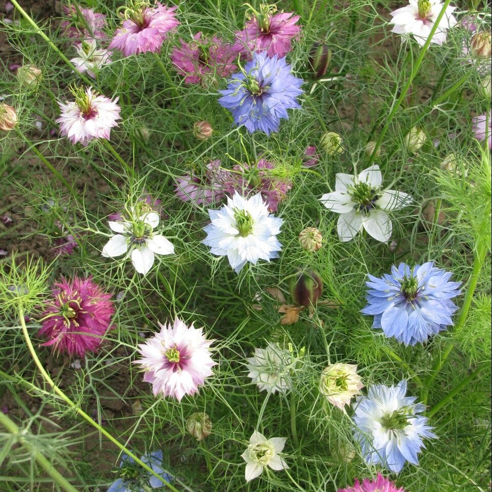 image 1 of Nigella Alien Eggs Unusual Edible Flower Seeds for Summer Garden. Easy to Grow. 1x Packet.