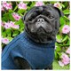 image 8 of HugglePets Legacy Cable Knit Dog Jumper Blue | L