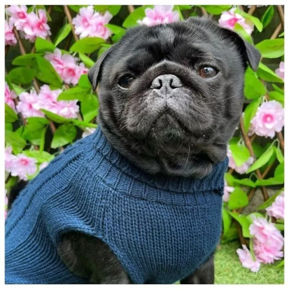 image 1 of HugglePets Legacy Cable Knit Dog Jumper Blue | L