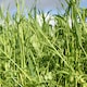 image 1 of Marshalls Garden Green Manure Seeds Autumn/Winter Mix 20m2