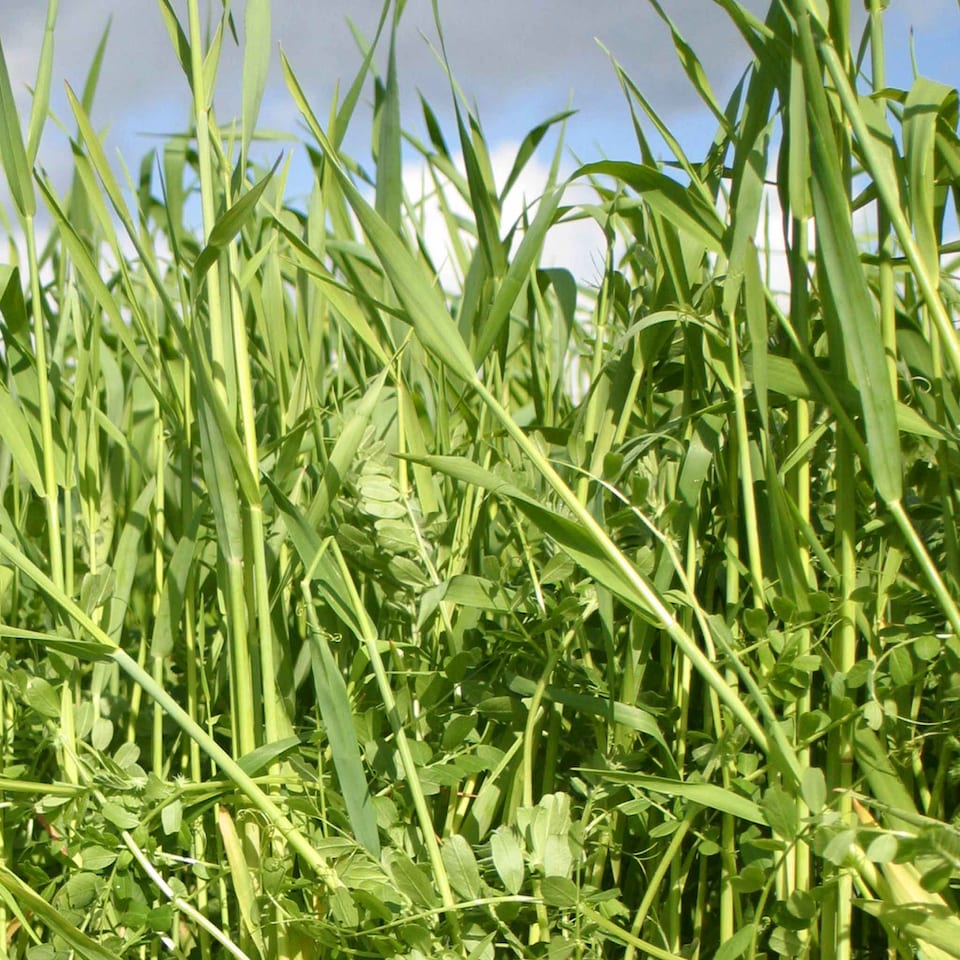image 1 of Marshalls Garden Green Manure Seeds Autumn/Winter Mix 20m2