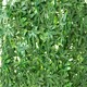 image 3 of Primrose Green Acer Artificial Patio Outdoor Hedge 8 Panels 50cm x 50cm
