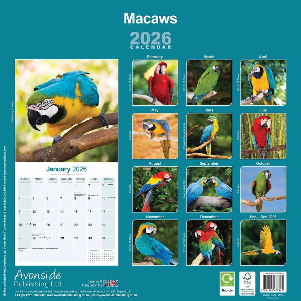 image 1 of Macaws 2026 Calendar | Square Wall Calendar | Bird Gift | Plastic Free Packaging | by Avonside Publishing