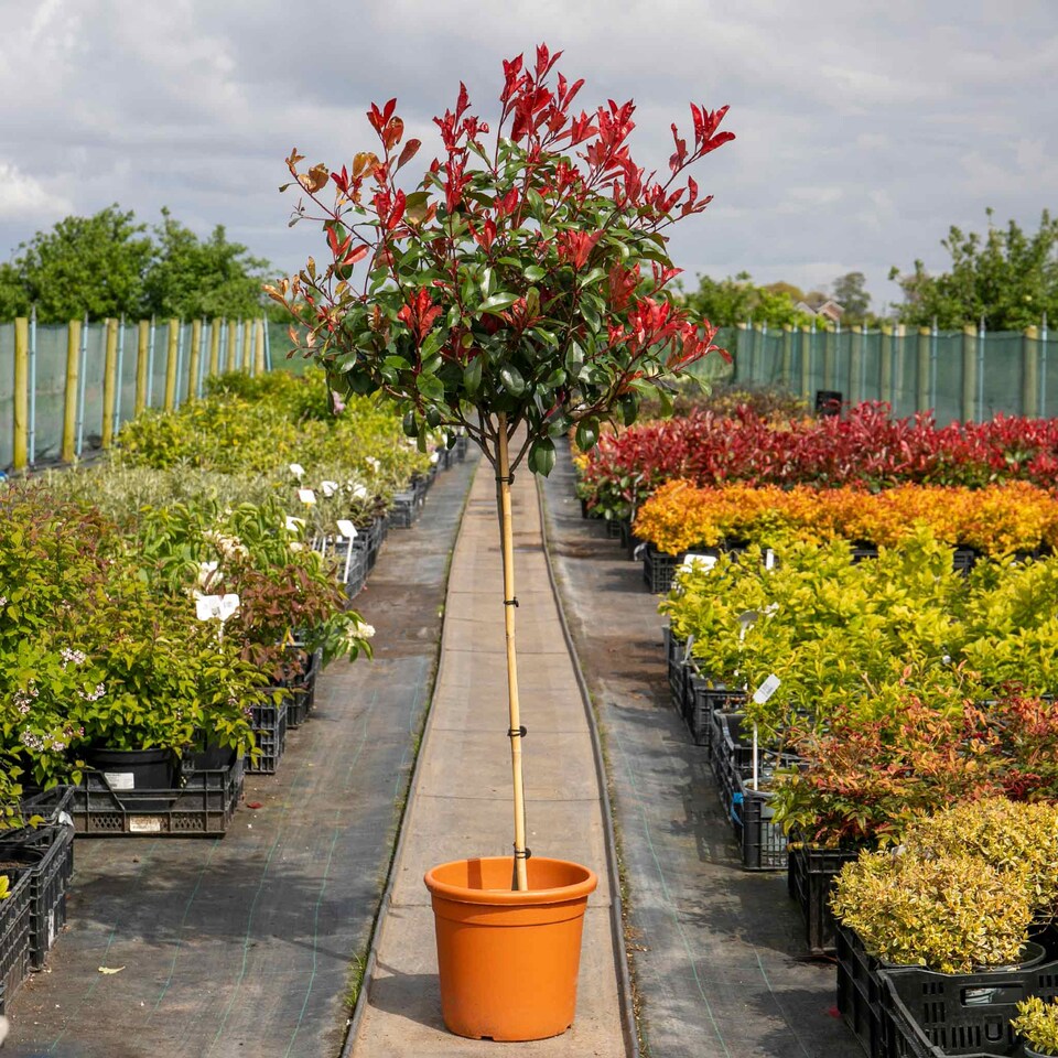 image 1 of Photinia 'Red Robin' 3 x 9cm potted shrub - evergreen with bright red spring foliage