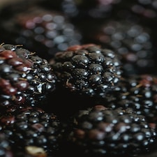 3x Evergreen Navaho Thornless Blackberry Fruit Plants in 2/3 Litre Pots By Direct Plants