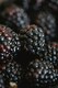 image 1 of 3x Evergreen Navaho Thornless Blackberry Fruit Plants in 2/3 Litre Pots By Direct Plants