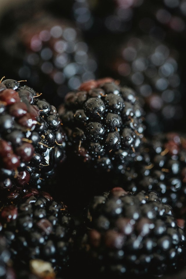 image 1 of 3x Evergreen Navaho Thornless Blackberry Fruit Plants in 2/3 Litre Pots By Direct Plants