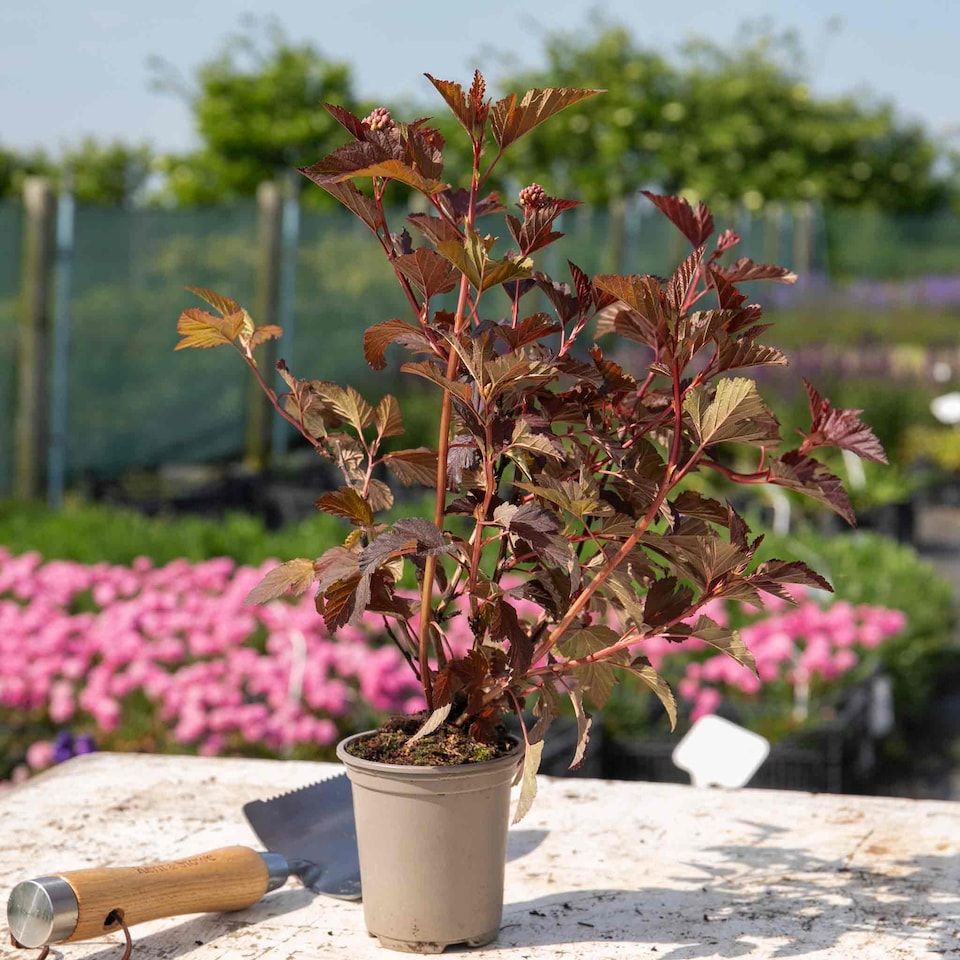 image 1 of Marshalls Garden Physocarpus 'Lady in Red' shrub 9cm