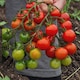 image 4 of Carbeth Plants Tomato Tumbling Tom Red Vegetable Plant - 1 litre Pot - Easy Grow Kitchen Garden