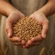 image 4 of Organic Wheat Grain 2kg (Sussex Wholefoods)