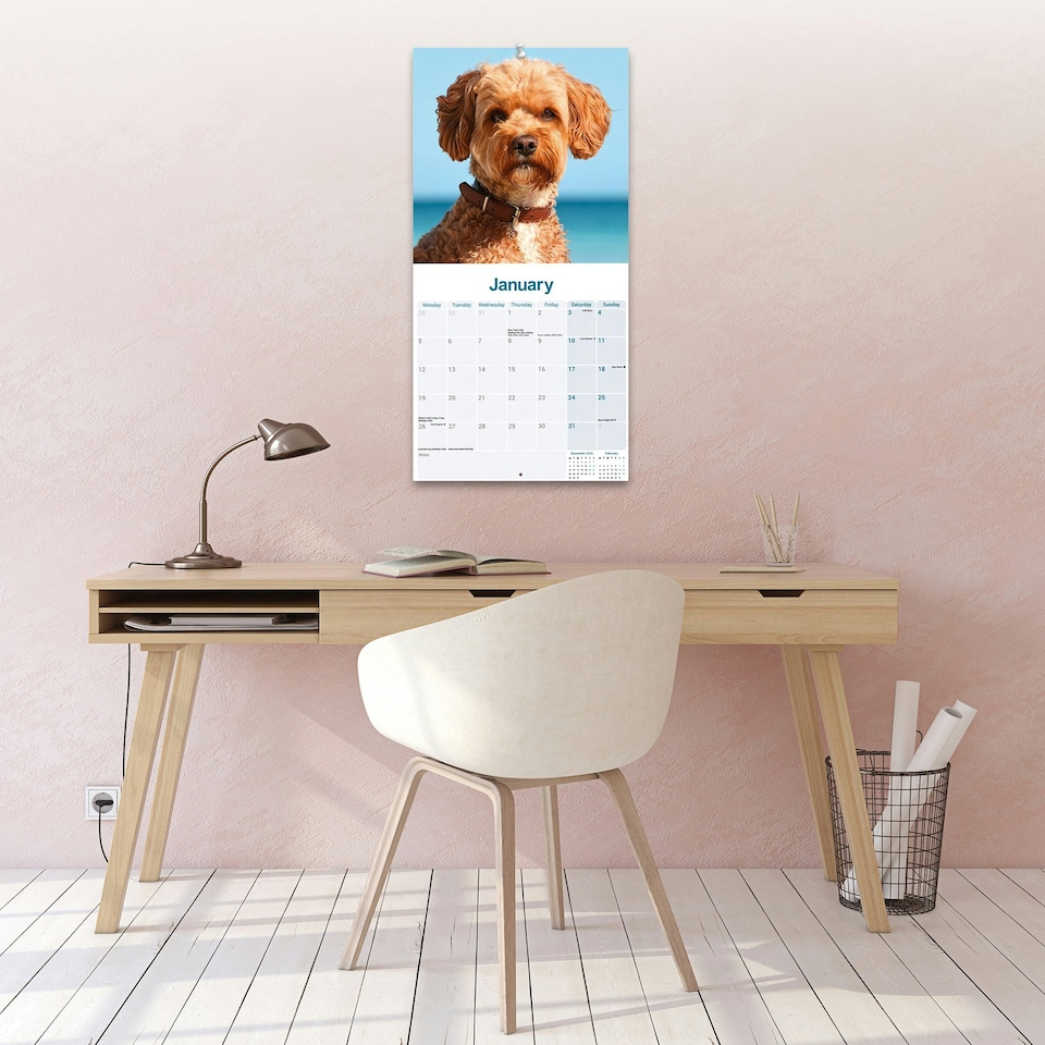 image 1 of Cavapoo 2026 Calendar | Square Wall Calendar | Dog Breed Gift | Plastic Free Packaging | by Avonside Publishing