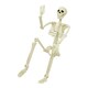 image 5 of 90cm Skeleton