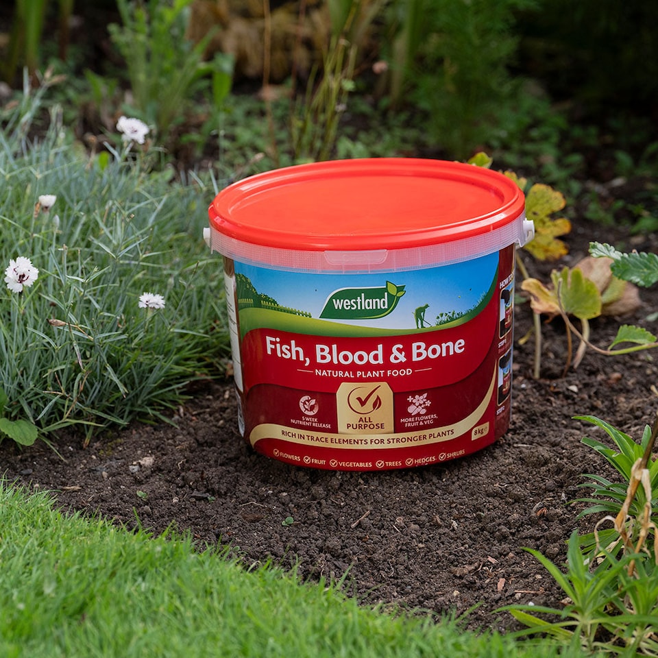 image 1 of Westland Fish, Blood & Bone Natural Plant Food Fertiliser NPK 3-9-3 8kg bucket