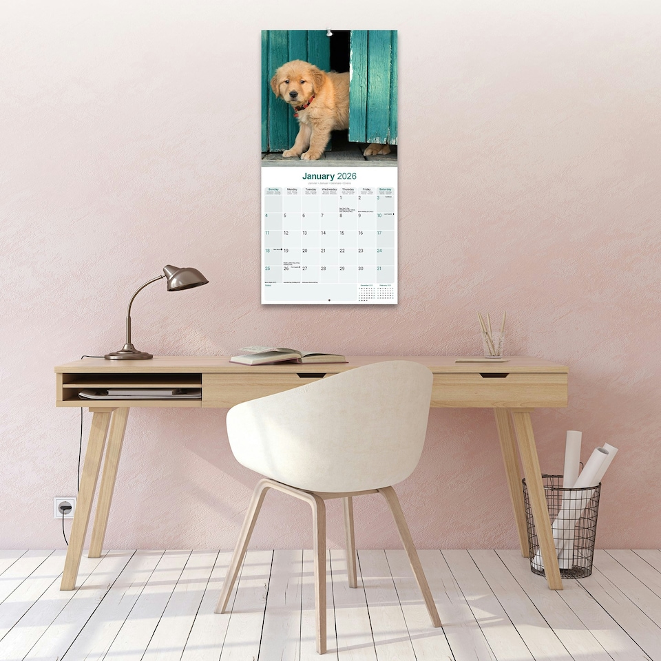 image 1 of Golden Retriever 2026 Calendar | Square Wall Calendar | Dog Breed Gift | Plastic Free Packaging | by Avonside Publishing