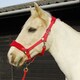 image 4 of Rhinegold Comfort Headcollar And Rope Set Blue | Size: Full
Colour: Royal Blue
