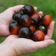 image 1 of Akoya F1 Tomato: Glossy Black Cocktail, Blight Resistant, Bush Variety, Flavoursome - 1 Packet