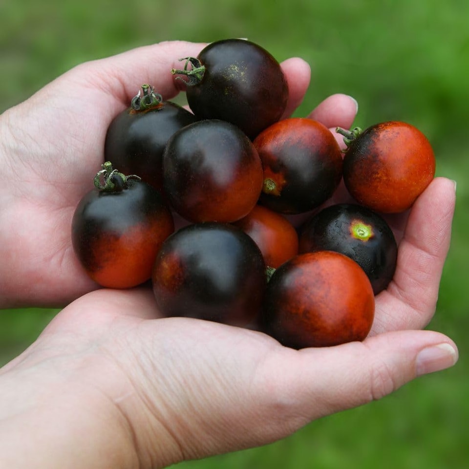 image 1 of Akoya F1 Tomato: Glossy Black Cocktail, Blight Resistant, Bush Variety, Flavoursome - 1 Packet