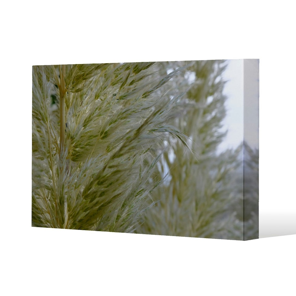 image 1 of autumn pampas grass close up (Canvas Print) 61 x 91 x 4cm