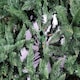 image 6 of 7FT Californian Boulder Bushy Look Luxurious Forest Green Artificial Christmas Tree Pine Cones Hinged Branches | Green | Green | 7ft