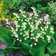 image 6 of Marshalls Garden Lily of the Valley (Convallaria majalis) 3 x 9cm