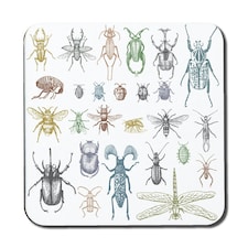 big set of insects bugs beetles and bees many species in vintage old hand drawn style (Coaster)