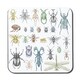 image 1 of big set of insects bugs beetles and bees many species in vintage old hand drawn style (Coaster)
