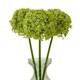 image 3 of Giant Allium (Single Stem Flower) - Plastic - L21 x W21 x H90 cm - Green