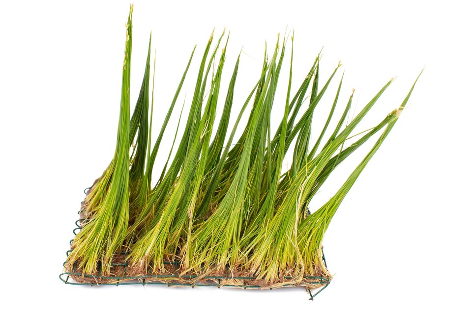 image 1 of Dwarf Hairgrass (Eleocharis parvulus) - Live Aquarium Plant for Foreground & Carpeting, No CO2 Needed - Fish Tank Plant