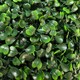 image 4 of True Products Premium Artificial Boxwood Potted Topiary Ball 30cm Dia.