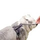 image 2 of Halti Anatomy Dog Harness - Grey - S