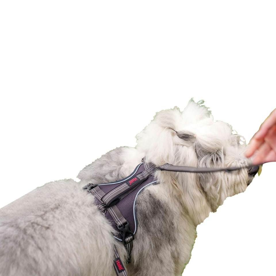image 1 of Halti Anatomy Dog Harness - Grey - S