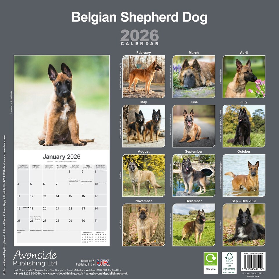 image 1 of Belgian Shepherd Dog 2026 Calendar | Square Wall Calendar | Dog Breed Gift | Plastic Free Packaging | by Avonside Publishing