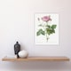 image 4 of Gallic Rose Flower Illustration Redoute Vintage Wall Art Poster Print 12X16"