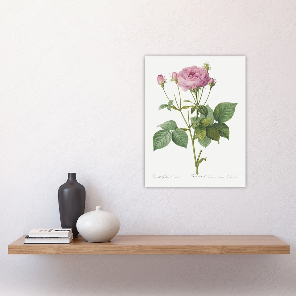 image 1 of Gallic Rose Flower Illustration Redoute Vintage Wall Art Poster Print 12X16"