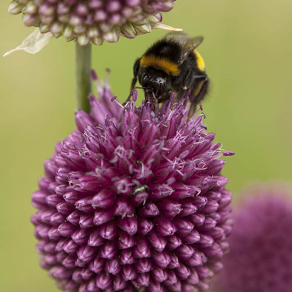 image 1 of YouGarden Allium 'Drumsticks', Pack of 100 Bulbs, Ready For Autumn Planting and Spring to Summer Flowering, Purple Flowers for Pot