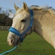 image 4 of Rhinegold Star Spangled Headcollar & Rope Set Black | Size: Pony
Colour: Black
