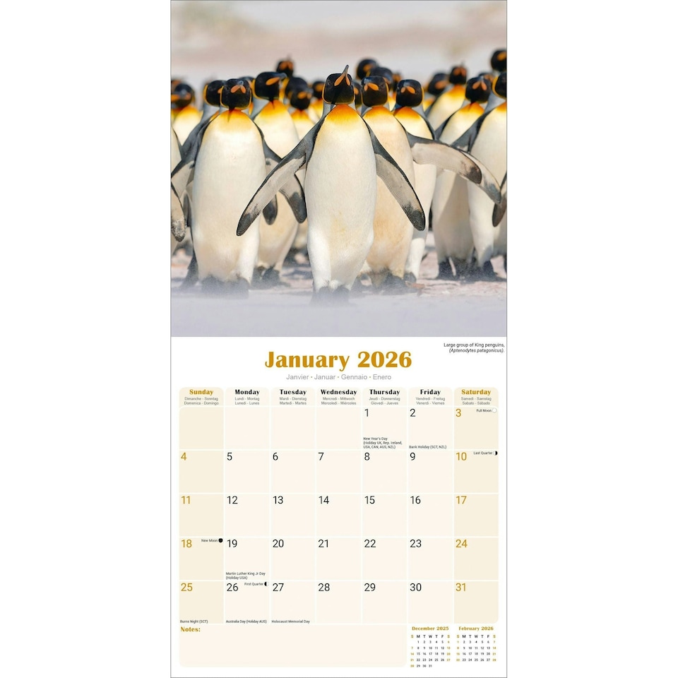 image 1 of Penguins 2026 Calendar | Square Wall Calendar | Animal Gift | Plastic Free Packaging | by Avonside Publishing