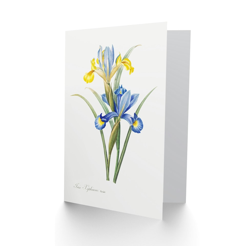 image 1 of Pierre-Joseph Redouté Art Card Spanish Iris Vintage Botanical