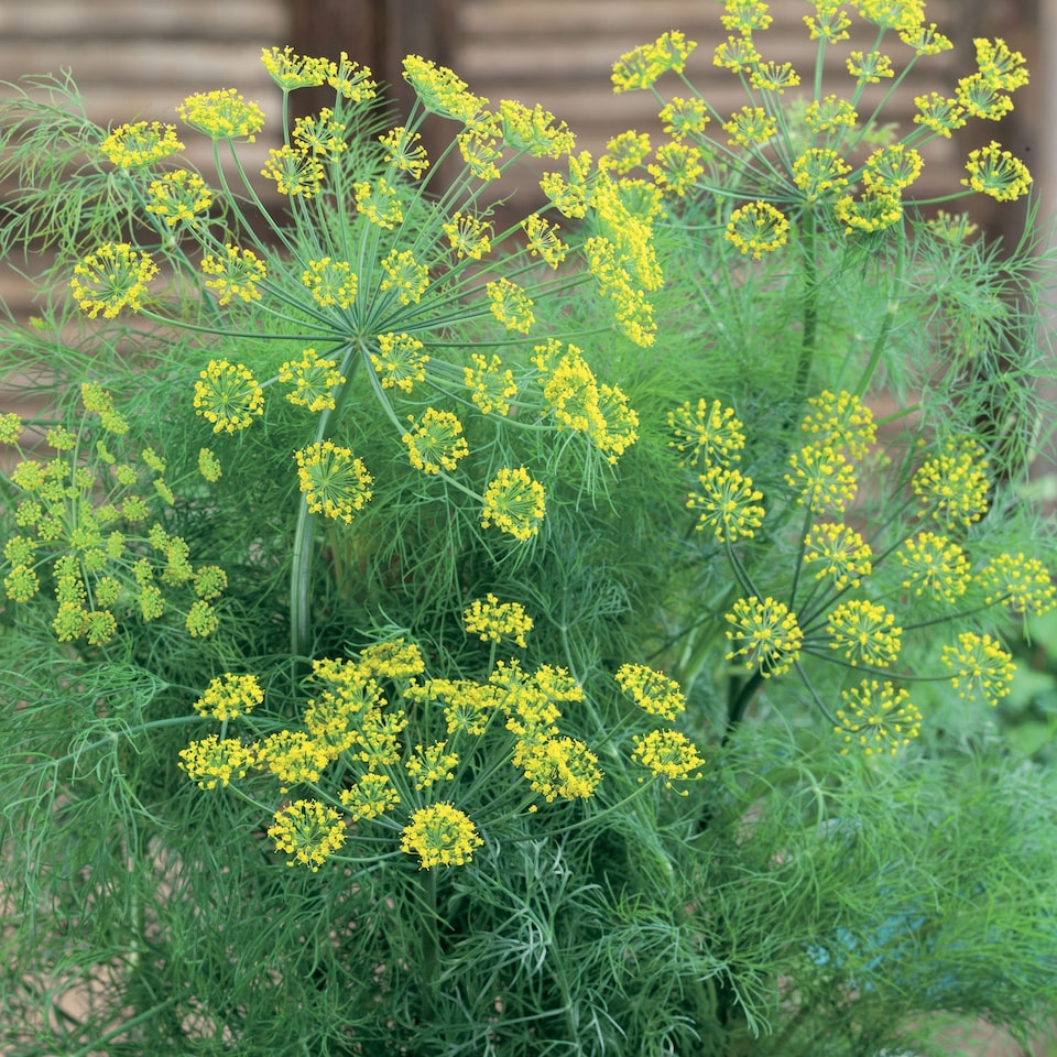 image 1 of Marshalls Garden Dill Plants - 3 x 9cm