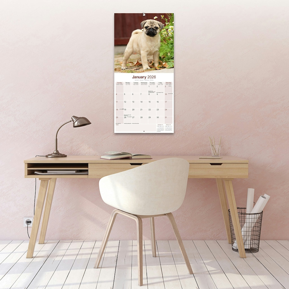 image 1 of Pug 2026 Calendar | Square Wall Calendar | Dog Breed Gift | Plastic Free Packaging | by Avonside Publishing