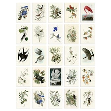 John Audubon Birds of America Illustrations A6 Art Set of 50 Unframed Prints | Multi