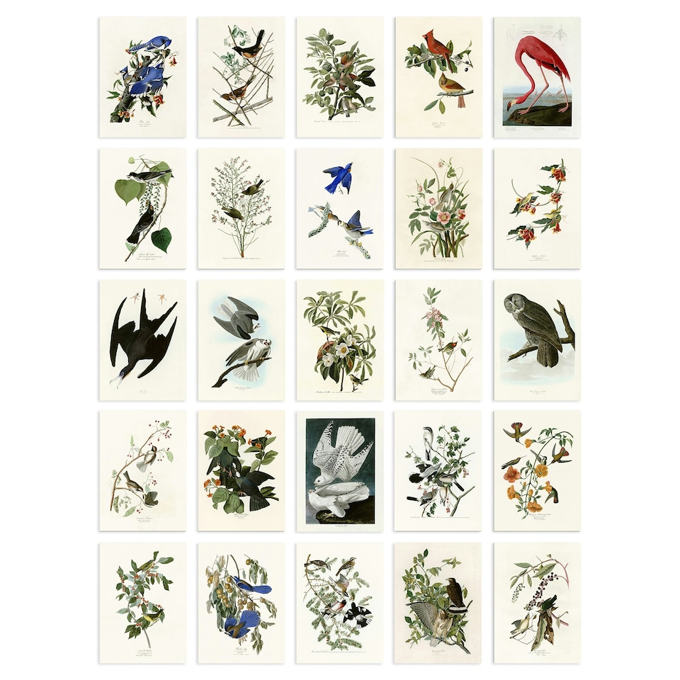image 1 of John Audubon Birds of America Illustrations A6 Art Set of 50 Unframed Prints | Multi