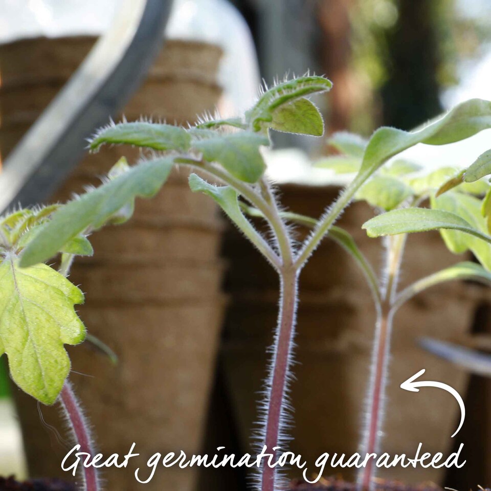 image 1 of Marshalls Garden Tomato Seeds Sungrape F1 - 6 Seeds | Green | Green, Red