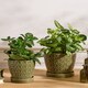 image 2 of Taza Patterned Ceramic Planters Green
